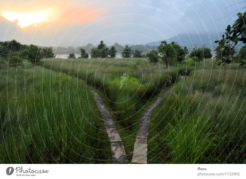 Path splits two directions, fork in the road Fork Sun Mountain Environment Nature Landscape Autumn Tree Grass Leaf Forest Street Crossroads Lanes & trails