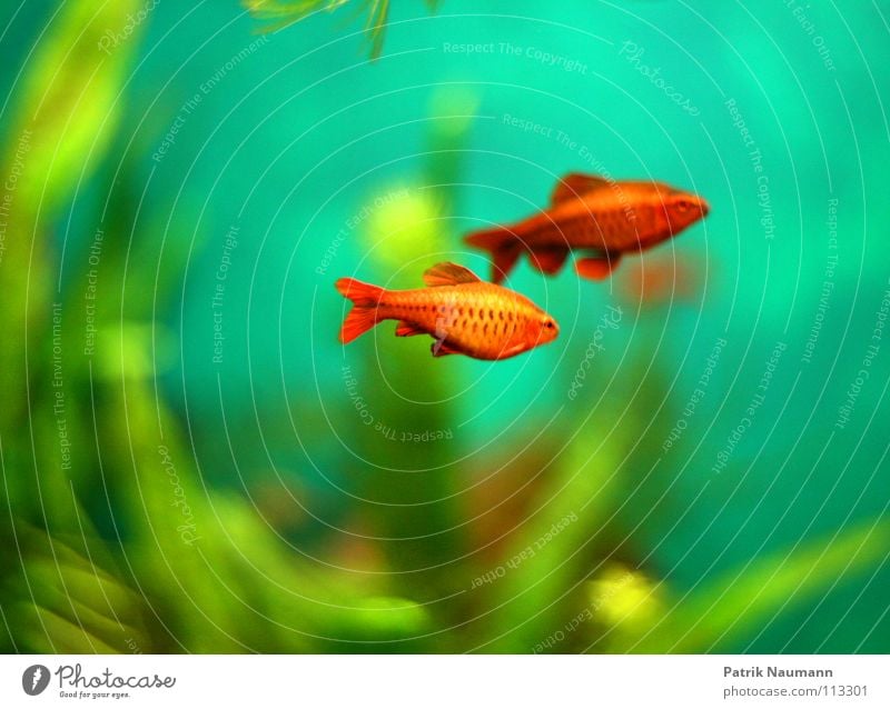 underwater Goldfish Aquarium Water Underwater photo Algae Red Green Blur Animal Living thing Silhouette Plant Force Sated Multicoloured Fish Profile Colour