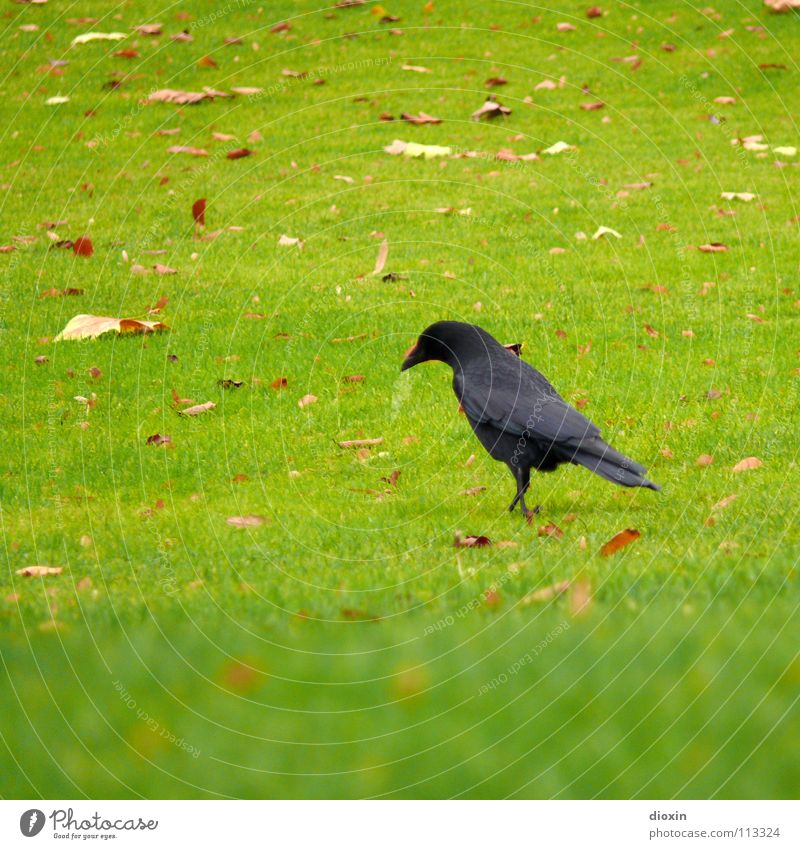 Black Bird Colour photo Exterior shot Copy Space left Copy Space top Copy Space bottom Day Shallow depth of field Animal portrait Looking away Autumn Grass Leaf