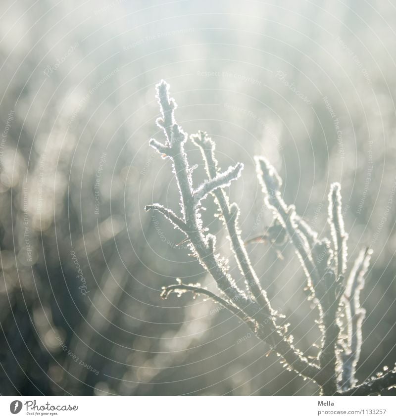 The last frost will be the first Environment Nature Plant Spring Autumn Winter Ice Frost Twigs and branches Freeze Bright Cold Near Natural Moody Climate Change