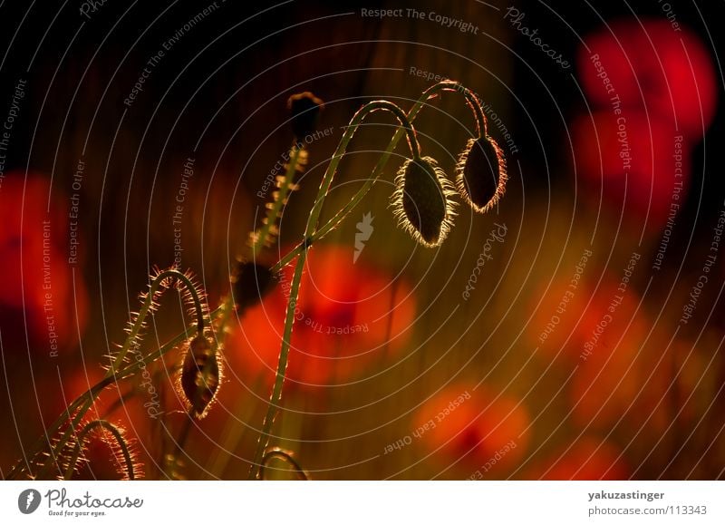 poppy seed Red Summer Poppy Beautiful Flower Plant opium morphine fauns