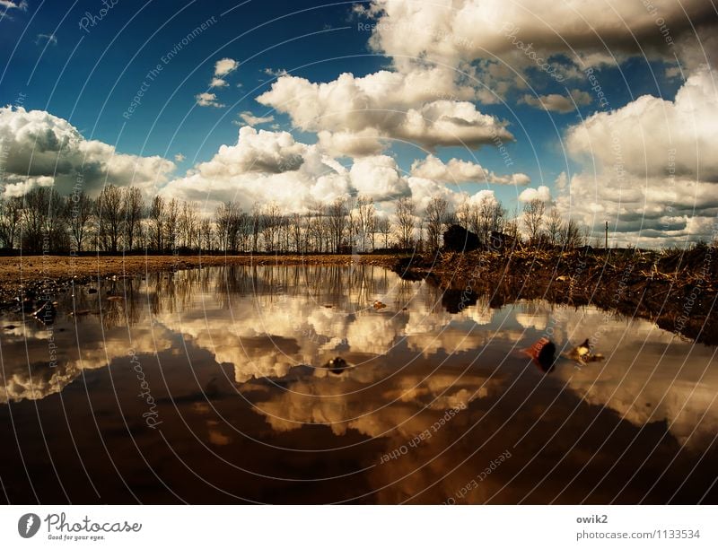 Lake Constance Environment Nature Landscape Sky Clouds Horizon Beautiful weather Tree Bushes Puddle Pond Under Idyll Calm Ground level Worm's-eye view