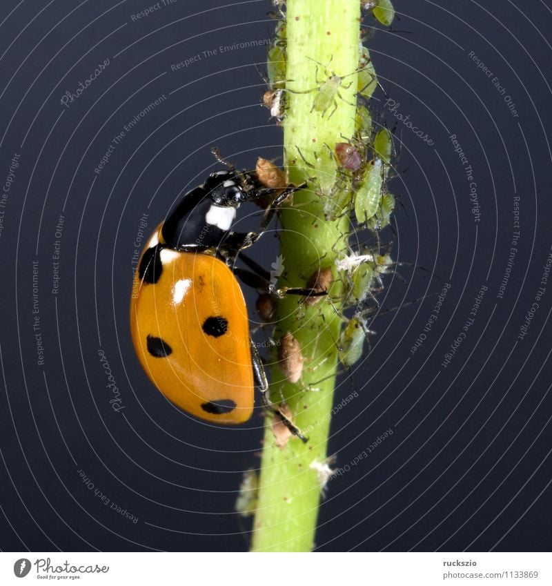 Marienkaefer, Coccinella, semptempunctata Nature Animal Garden Beetle To feed Free Green Red Black Ladybird Greenfly coccinella 7-point Insect hemispheric