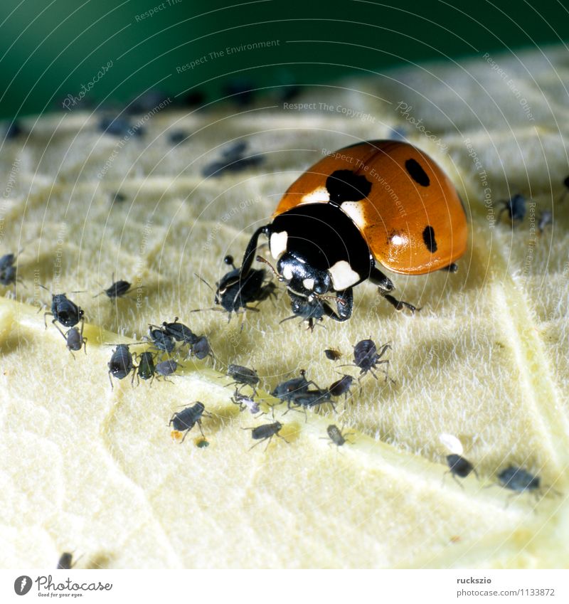 Marienkaefer, Coccinella, semptempunctata Nature Animal Garden Beetle To feed Red Black Ladybird aphids Greenfly coccinella 7-point Insect hemispheric