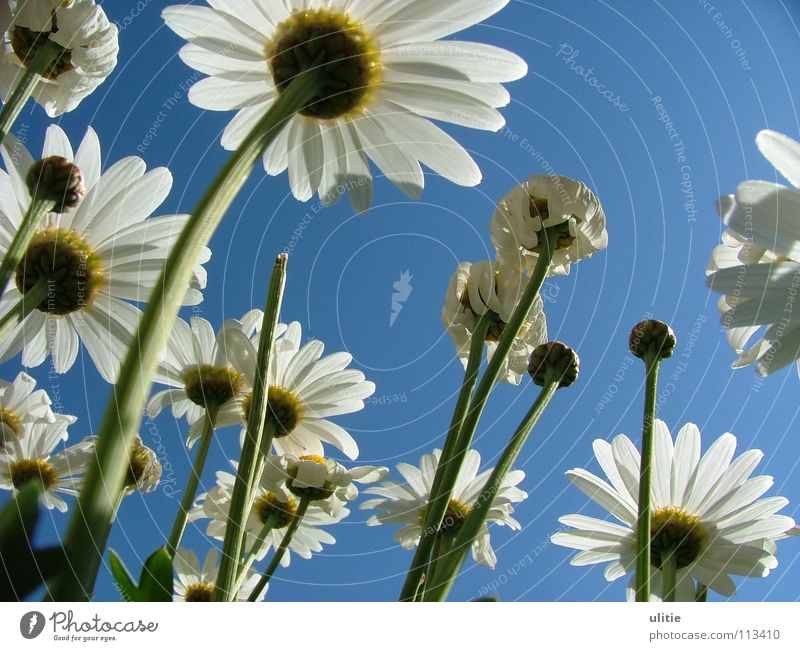 ground perspective Blossom White Blossom leave Meadow Meadow flower Stalk Curved margarites Sky Blue Floor covering Garden Perspective Ground Rose plants Upward