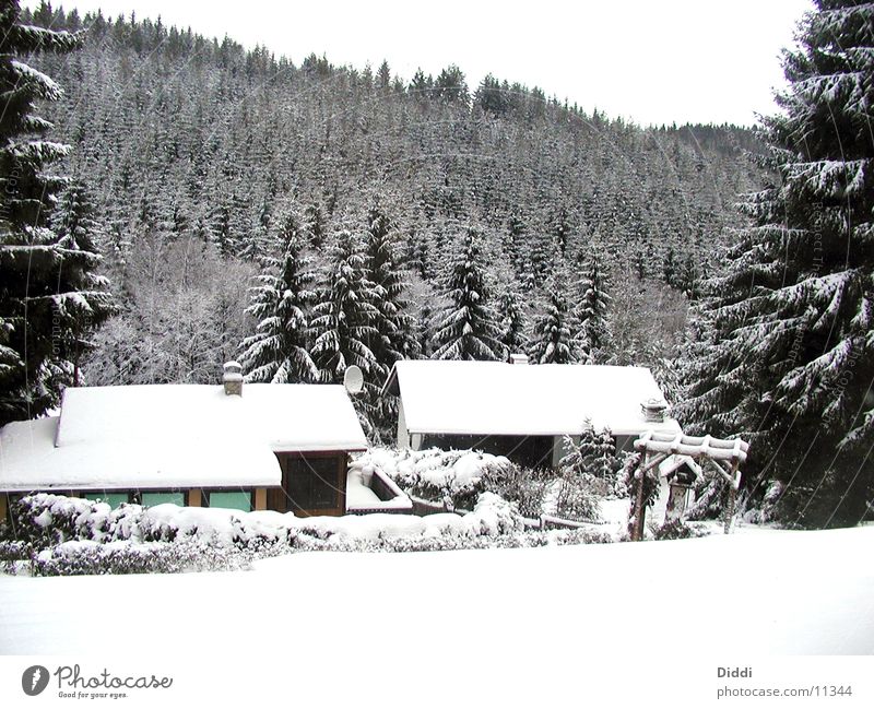 winter forest Cold Tree House (Residential Structure) Mountain Snow Branch