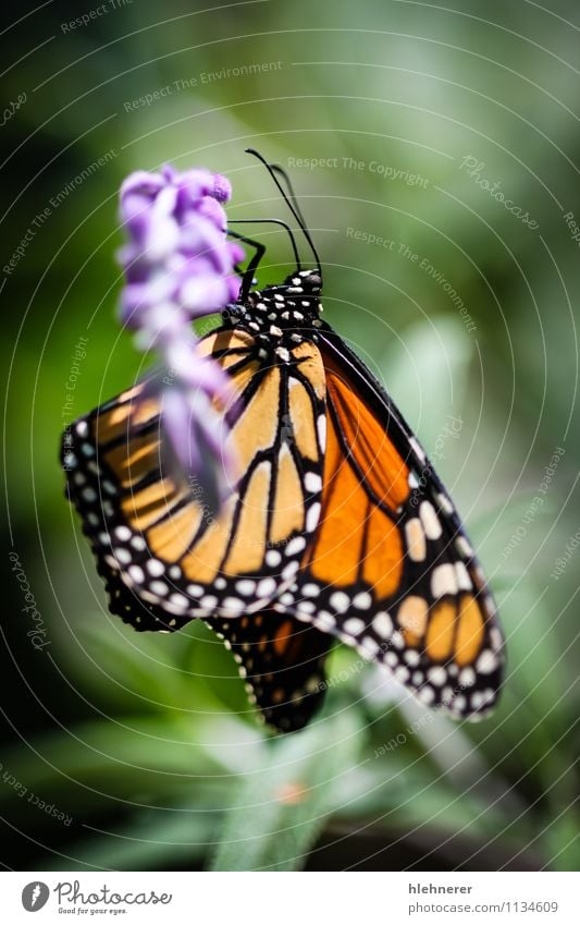 Monarch Danaus Plexippus Beautiful Calm Garden Nature Plant Animal Flower Antenna Butterfly Wing Natural Green Black White Serene Colour Monarch butterfly