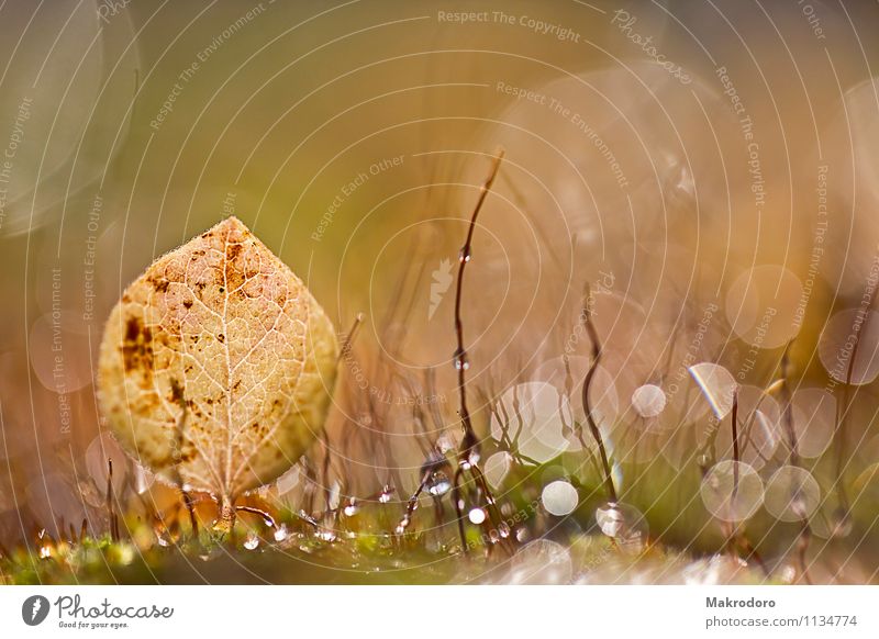 moss landscape Nature Moss Garden Emotions Moody Joie de vivre (Vitality) Warm-heartedness Romance Colour photo Exterior shot Macro (Extreme close-up)