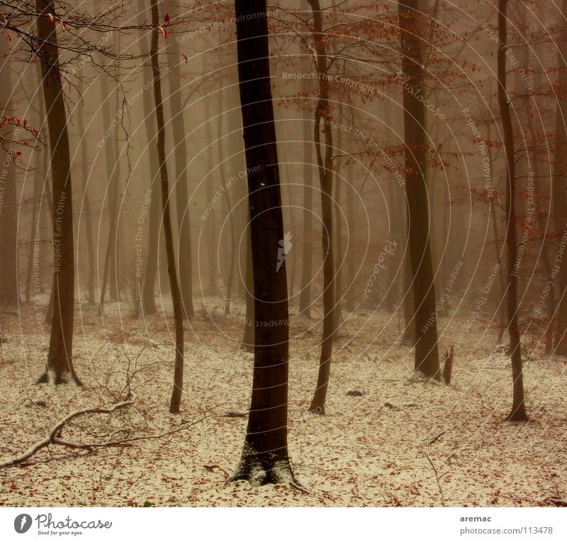 cloud forest Fog Forest Heidelberg Königsstuhl Tree Winter Exterior shot Cold Germany Snow Morning