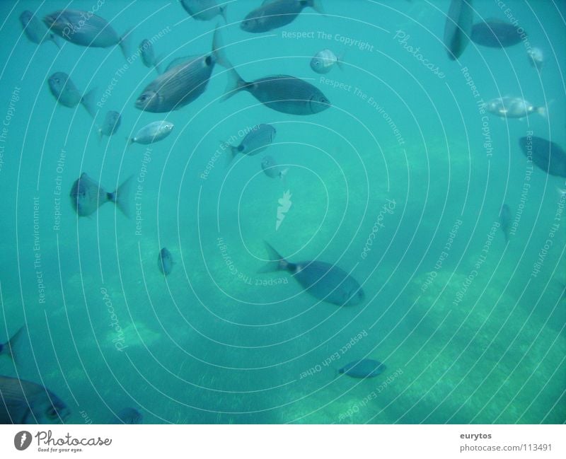 eat-sleep-go fishing... 2 Shoal of fish Ocean Underwater photo Fish Mediterranean sea tyrkis