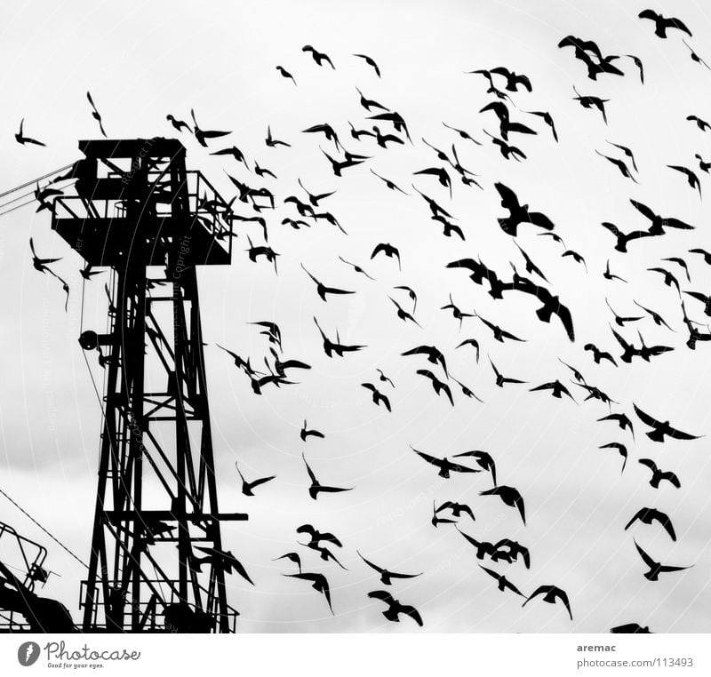 low-altitude flight Bird Crane Black White Harbour Black & white photo Flock Silhouette Aviation Wing