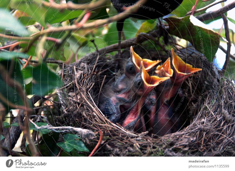 Blackbird quartett-bedlt-blackbird-cock-around-food-MG_1270 Nature Spring Animal Wild animal Bird "Blackbirds blackbird chicks blackbird children