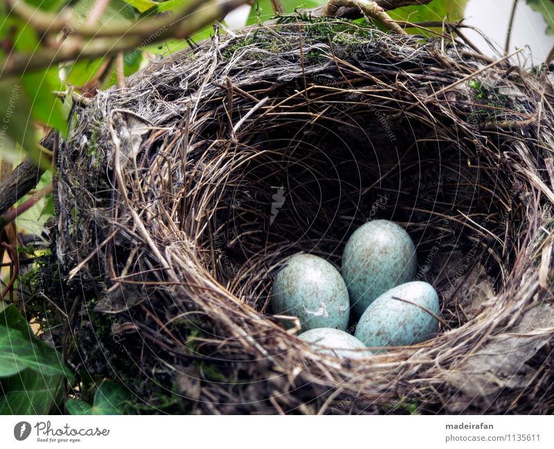 Four-amseley-legs-in-the-amsele-nest-AW-Egg-4-IMG_1919 Nature Spring Animal Bird Sign Rutting season Discover Authentic Exceptional Beautiful Blue Brown