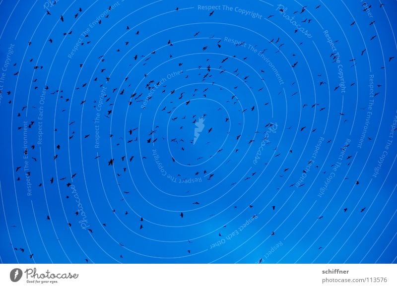 Gaussian normal distribution II Bird Crow Raven birds Flock of birds Multiple Dreary Dark Oppressive Rain Clouds Bad weather Sky Aviation Flying Many The birds