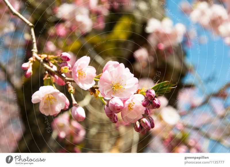 spring breeze Wellness Fragrance Environment Nature Landscape Plant Sky Spring Climate Weather Beautiful weather Tree Blossom Foliage plant Agricultural crop