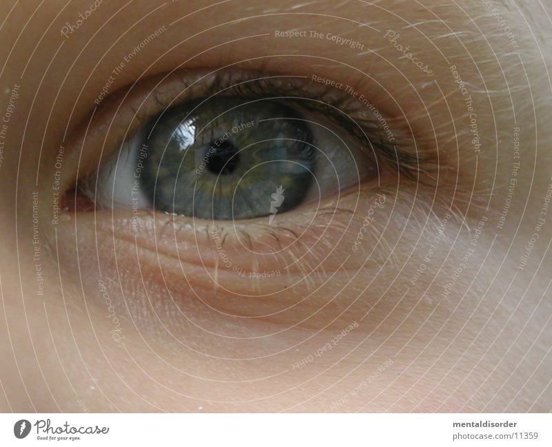 Eye [Child] Close-up Eyelash Gray Green Understanding Eyebrow Eyes Blue Lens Iris Looking Comprehend Hair and hairstyles Wrinkles Focal point on