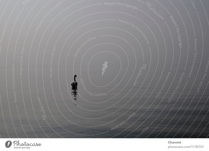 hermit Animal Swan 1 Water Cold Wet Loneliness Lake Geneva Calm Colour photo Day Shadow Contrast Reflection