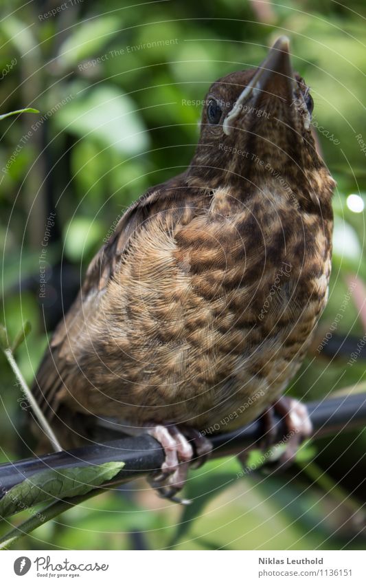 on the bar Spring Summer Wild animal Bird Blackbird 1 Animal Baby animal Observe Crouch Tall Cute Brown Green Love of animals Photography Feather Rod Beak