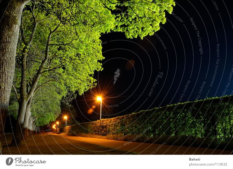 tree lights Cycle path Night Tree Lamp Green Lantern Long exposure Light Empty Blue Wait