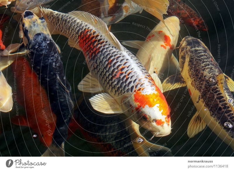 Koi Animal Pet Fish Scales Group of animals Flock Water Swimming & Bathing Eroticism Wet Exotic Colour Multicoloured Garden pond Ornamental fish