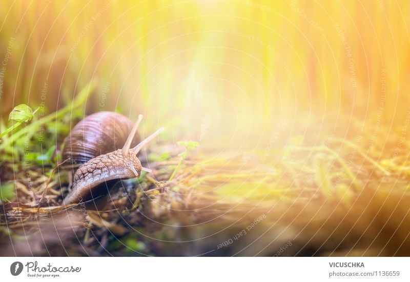 Small world of snails Lifestyle Style Design Summer Nature Sunlight Autumn Garden Park Meadow Field Animal Snail 1 Website Background picture Sunset