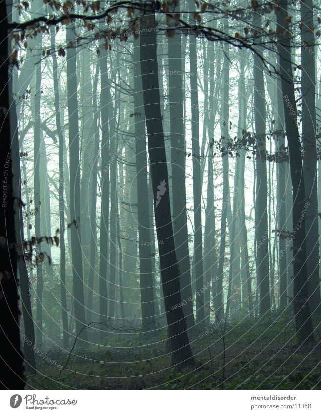 a morning in the woods Forest Tree Fog Dark Rain Green Leaf Grass Light Project Wet Damp Nature Fear Blur Branch End blair witch no To fall Death