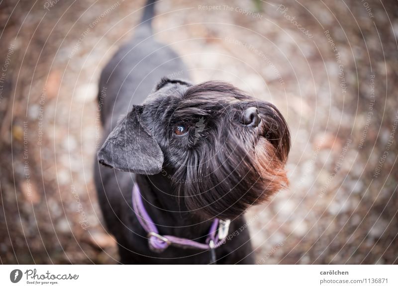 Character Grandma Animal Pet Dog 1 Brown Violet Black schnauzer Animal portrait Looking Loyalty Watchfulness Self-confident Miniature Schnauzer Colour photo