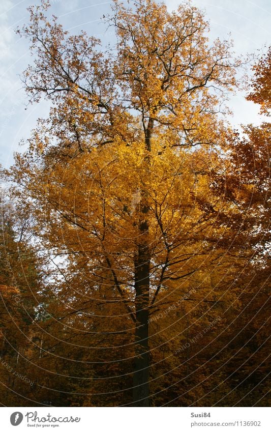 autumn foliage Nature Plant Autumn Tree Leaf Wild plant Autumn leaves Autumnal colours Beech tree Beech wood Forest Old To dry up Growth Esthetic Sustainability