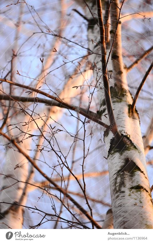 the first warmth of spring... Cloudless sky Sunrise Sunset Sunlight Spring Tree Birch tree Freedom Nature Calm Vacation & Travel Exterior shot Twilight