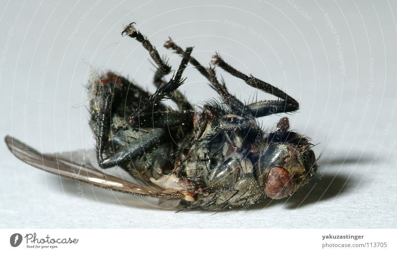 scruffy Insect Parasite Feeler Fly Blowfly a pain in the ass face