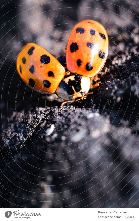 Spring Start Summer Animal Beetle Insect Ladybird 1 Flying Esthetic Free Red Black Spring fever Beginning Elegant Joie de vivre (Vitality) Love Mobility Wing