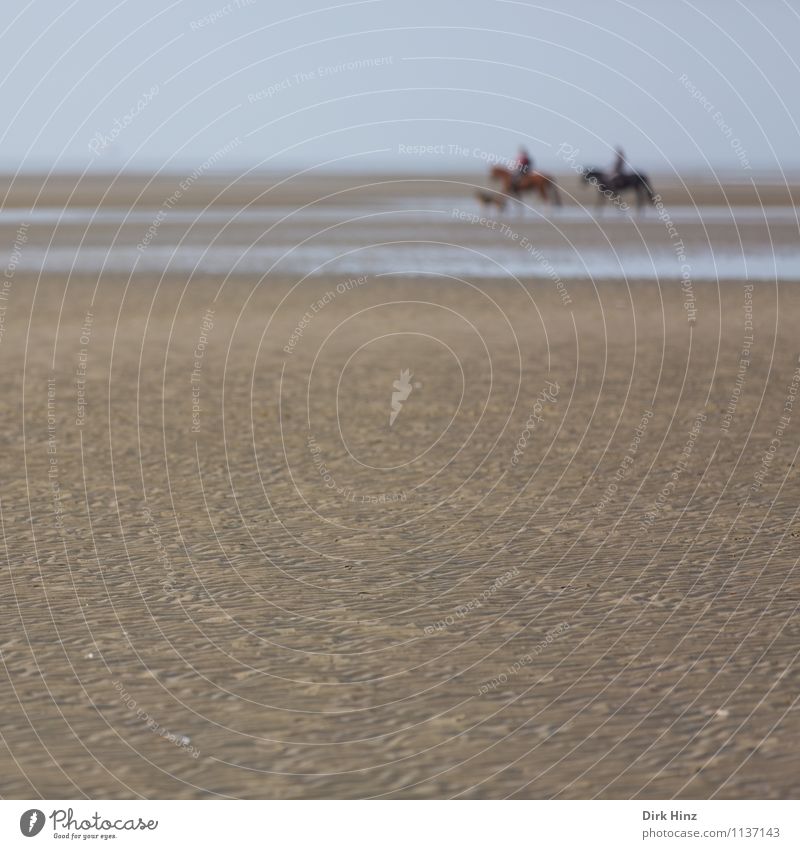 North Sea Tour III Environment Nature Landscape Animal Dog Horse Blue Brown Mud flats Walk along the tideland Tideway Schleswig-Holstein St. Peter-Ording