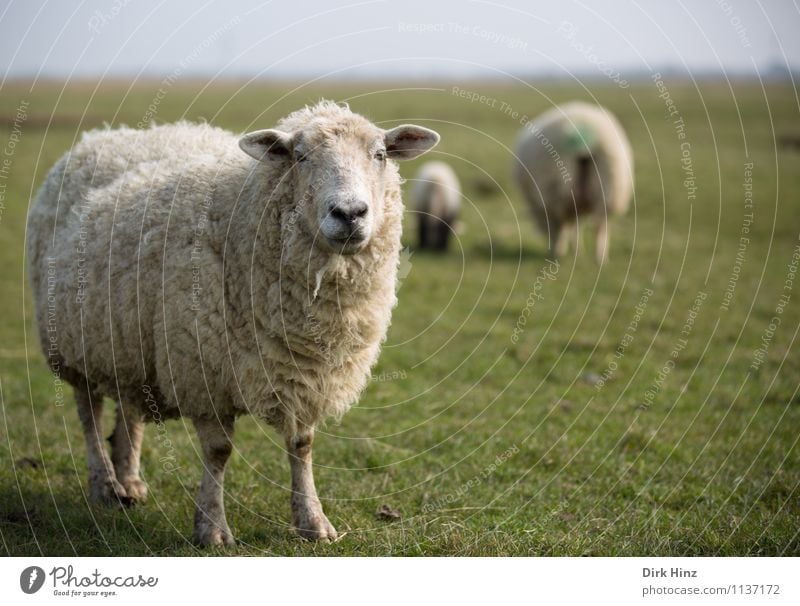 North Sea Tour II Animal Farm animal Pelt Group of animals Green White Flock Sheep Environment Environmental protection Nature Landscape Meadow North Sea coast