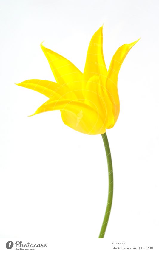 lily-shaped tulip Yellow yellow Tulip blossom tulips tulipa Tulip Blossoms spring flowers Spring flower Spring flowering plant Flower Bulbous plant