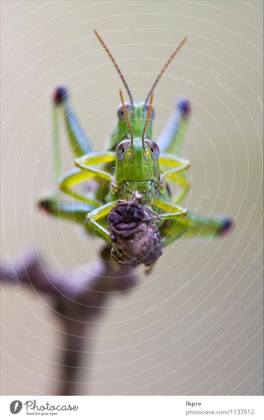 front close up of two grasshopper Nature Plant Paw Line Love Sex Brown Gray Green Red Black White Colour stick sprig Insect wood eye reproduction bush steam