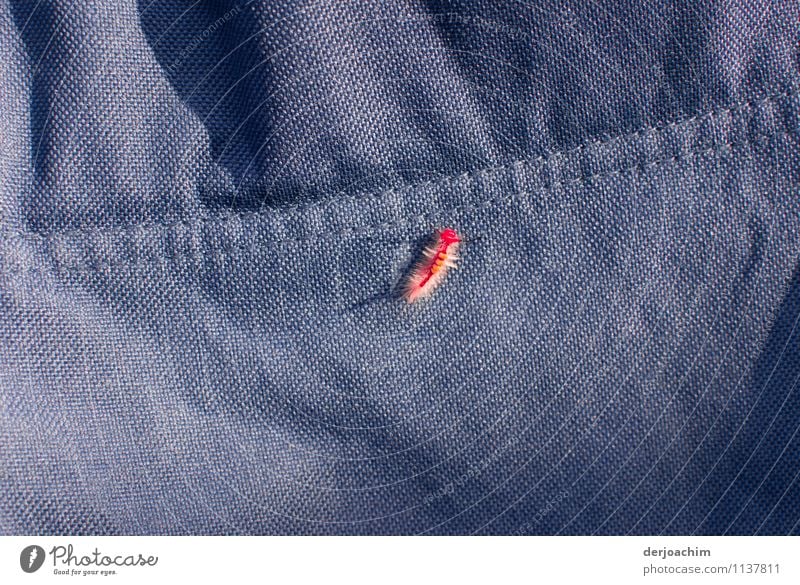 Small red caterpillar on blue fabric. Exotic Joy Harmonious Trip Environment Summer Beautiful weather coast Queensland Australia Deserted Backrest Animal