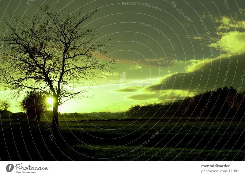 Landscape in green Tree Green Clouds Meadow Left Plant Nature Sky Far-off places Branch Filter Tree trunk