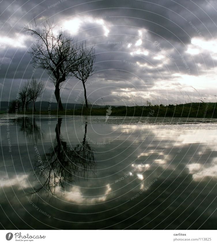 november rain Tree Puddle Reflection Clouds Dramatic Wind Passion Horizon Middle Symmetry Tree trunk November St. Johns Wort Grief Distress Winter Sun