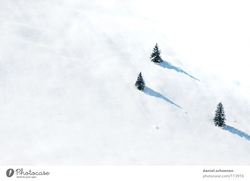 Christmas card 18 White Tree Vacation & Travel Winter vacation Black Forest Deep snow Powder snow Fir tree Gray Mysterious Unclear Skier Illuminating