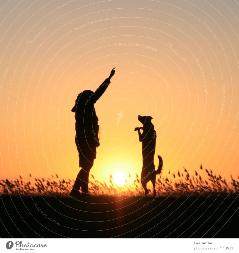 Dance, Lilly, dance! Woman Dog Grass Twilight Red Sunset Friendship Beach Coast sun Evening Dusk Dog food