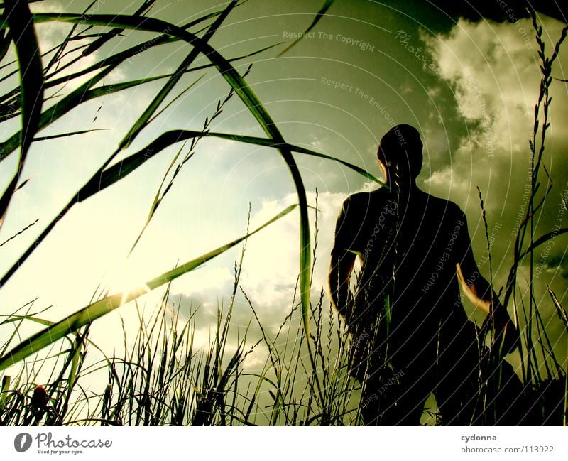 silhouette Hop Spring Summer Meadow Grass Green Man Fellow Style Sunset Posture Blade of grass Worm's-eye view Sunbeam Clouds Field Emotions Release Back-light