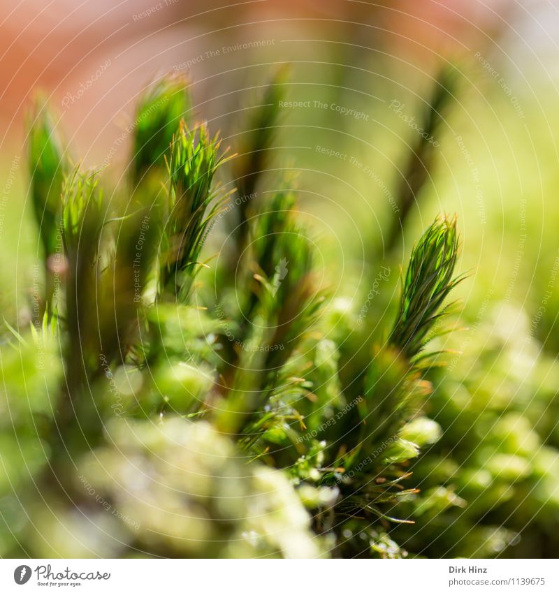 Forest soil II Environment Nature Green Foliage plant Carpet Moss Carpet of moss Close-up Soft Near Fresh Calm Small Earth Mystic Delicate Untouched Damp