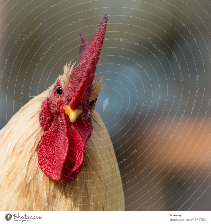 Want some trouble? Nature Animal Farm animal Rooster Cockscomb 1 Observe Looking Threat Natural Curiosity Yellow Red Self-confident Optimism Power Safety