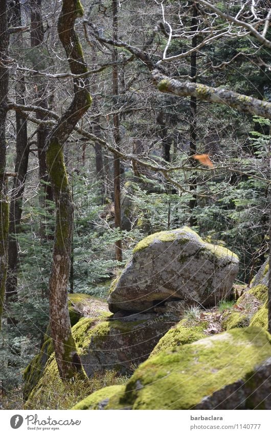 hedgehog hole Nature Landscape Elements Spring Tree Moss Forest Rock Black Forest Stone Tall Wild Green Moody Power Loneliness Fitness Leisure and hobbies