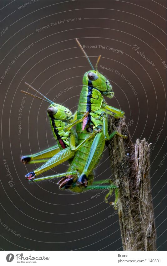 close up of two Nature Plant Paw Line Love Sex Brown Gray Green Red Black White Colour grasshopper stick sprig Insect wood eye reproduction bush steam branch