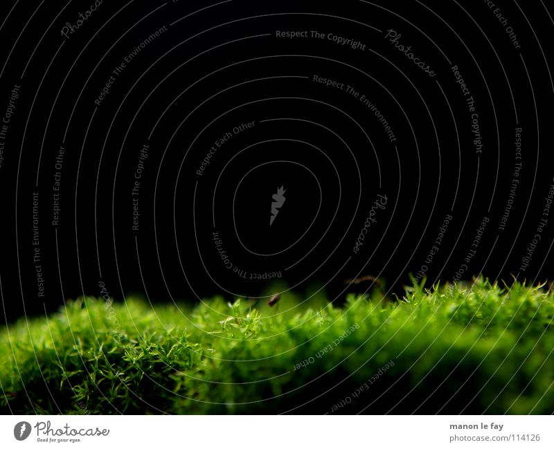 Nothing going on in the moss Black Green Near Soft Blur Autumn Background picture Close-up Macro (Extreme close-up) Hair and hairstyles Nature