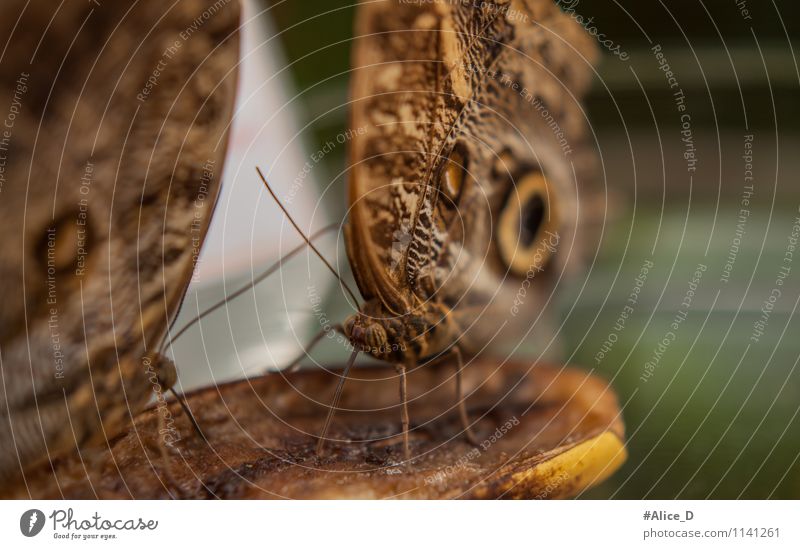 banana butterfly Animal Wild animal Butterfly Wing Insect butterflies 2 Pair of animals Feeding Exceptional Brown Green Close-up Detail Macro (Extreme close-up)