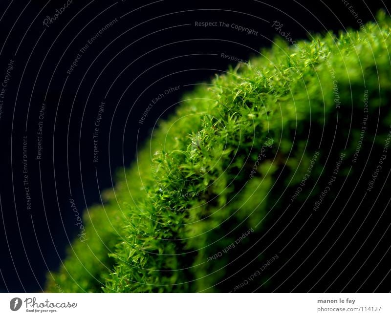 A bunch of moss Black Green Near Soft Blur Autumn Background picture Macro (Extreme close-up) Close-up Hair and hairstyles Nature