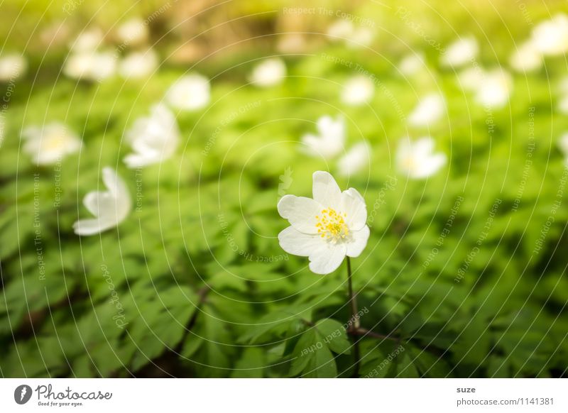 Rosa Buschwind loves the spotlight Mother's Day Environment Nature Spring Beautiful weather Plant Flower Blossom Wild plant Bright Small Yellow Green White