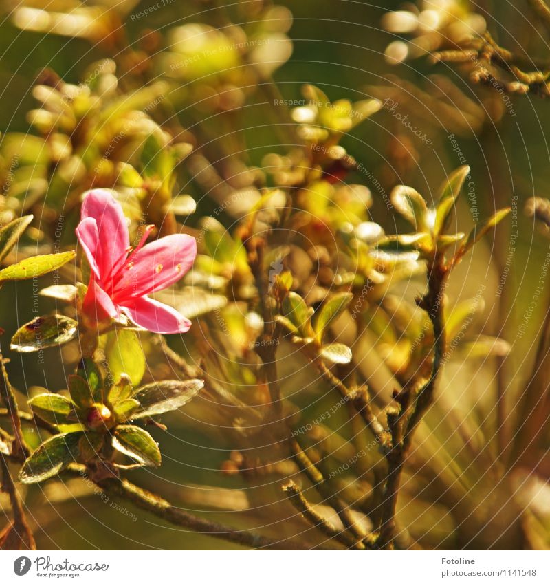 PINk Environment Nature Plant Spring Bushes Blossom Garden Park Bright Near Natural Brown Green Pink Colour photo Multicoloured Exterior shot Detail Deserted